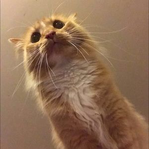 Meet your Posher, Shy